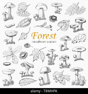Set of isolated forest plants and mushrooms in sketch style. Vector illustration for your design Stock Vector