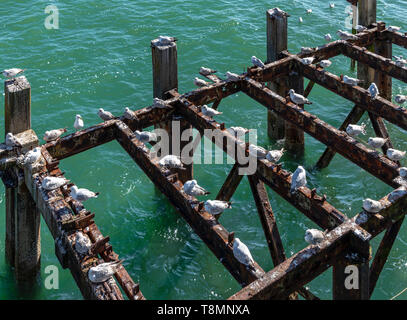 Seagulls resting on the dilapidated jetty next to Eastbourne Pier. Completed in 1872, the pier is 300 meters long and built on stilts. Stock Photo