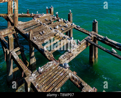 Seagulls resting on the dilapidated jetty next to Eastbourne Pier. Completed in 1872, the pier is 300 meters long and built on stilts. Stock Photo