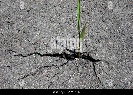 Reed bursting through tarmac road, Japan Stock Photo