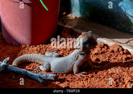 a beautiful lizard (bearded dragon) Stock Photo