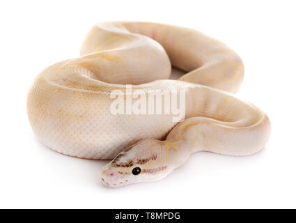 Ball python in front of white background Stock Photo