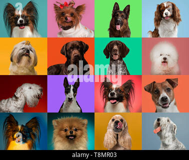 Little dogs are posing and looking in the camera. Cute doggies or pets are happy. The different purebred puppies. Creative collage isolated on multicolored studio background. Front view. Stock Photo