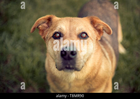 German shepard husky mix portrait Stock Photo