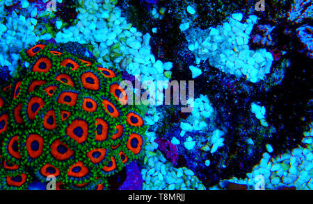 Zoanthus polyps colony aquacultured in coral reef aquarium tank Stock Photo