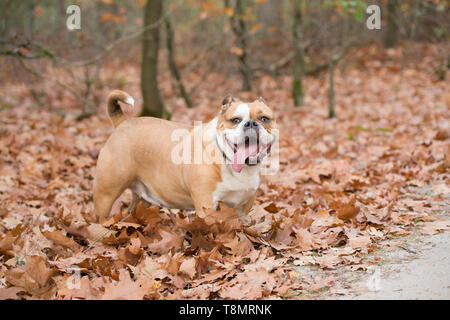Happy English bulldog outdoors standing between autumn leaves in a forest Stock Photo