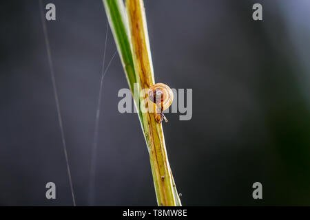 little snail crawling downwards on a stem of a plant Stock Photo