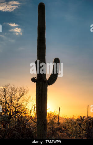 Saguaros at Sunset in Sonoran Desert near Phoenix, Arizona. Stock Photo