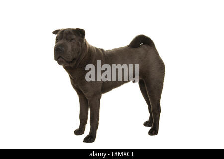 Standing grey Shar-pei dog seen from the side isolated on a white background Stock Photo