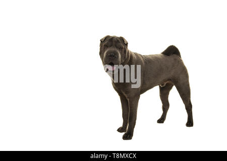Standing grey Shar-pei dog seen from the side isolated on a white background looking at the camera with mouth open Stock Photo