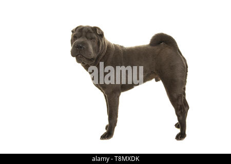 Standing grey Shar-pei dog seen from the side isolated on a white background looking at the camera Stock Photo