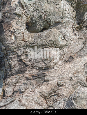 Gnarled bark texture of fallen tree in bright sunshine, with an almost abstract human face - pareidolia. Monochrome version is available -  T8MXFN Stock Photo