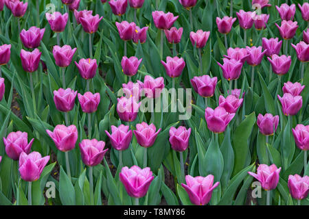 Colorful tulips in the spring Park on a Sunny day Blurred background Stock Photo