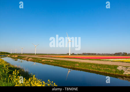 modern wind mill between tulip flower fields in The Netherlands Stock Photo
