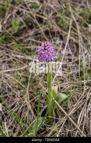 Common orchid three-toothed orchid / Neotinea tridentata Stock Photo
