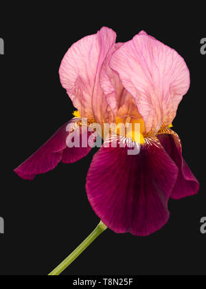 Bearded iris, pink and deep purple maroon isolated on charcoal grey. Beautiful delicate petals. Aka Iris germanica. Stock Photo