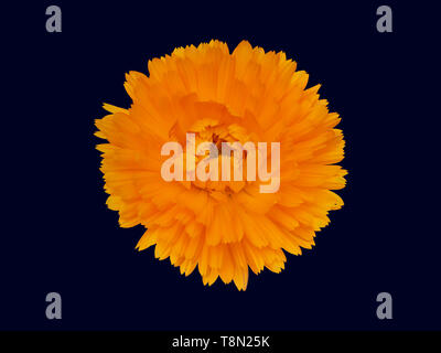 Marigold flower, Calendula officinalis, isolated on deep blue background. Edible medicinal herb.