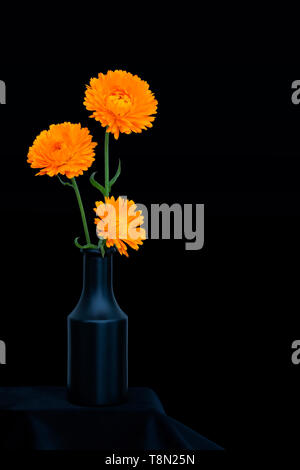 Bright orange marigold flowers, Calendula officinalis, against deep blue background. Edible medicinal herb. Still life in dark vase. Stock Photo