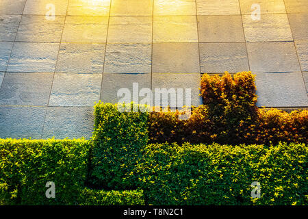 Artificial decoration of the outer wall of the building from green live bushes. Stock Photo