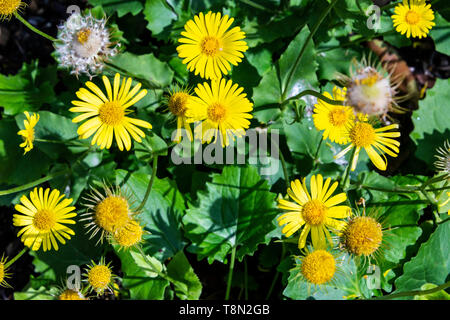 The yellow flowers of a Caucasian leopard's bane 'Magnificum' (Doronicum orientale 'Magnificum') Stock Photo