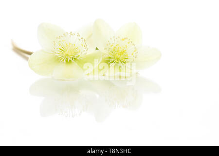 Two blooming christmas rose flowers with reflection lying isolated on a white background Stock Photo