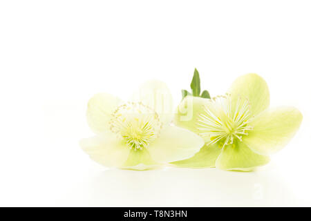Two blooming christmas rose flowers lying isolated on a white background Stock Photo