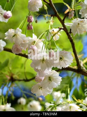 Closeup of white blossom of Prunus Shimidsu. Stock Photo