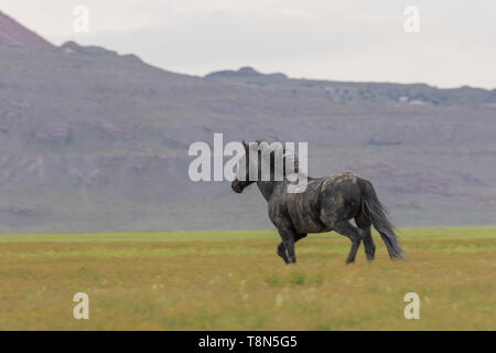 Wild horse sSallion in Spring in Utah Stock Photo