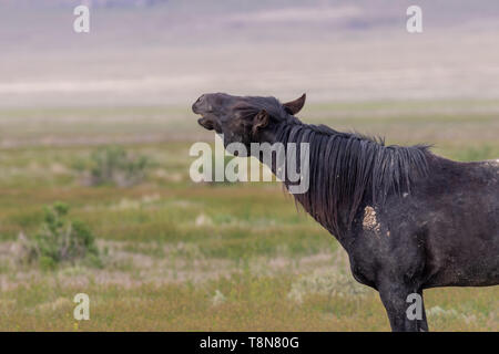 Wild horse sSallion in Spring in Utah Stock Photo
