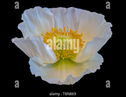 Floral fine art still life detailed color macro of a single isolated wide opened white yellow green Iceland poppy blossom,detailed texture on black Stock Photo