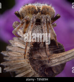Big agalanatea redii AKA agalenatea redii spider posing on purple flower Stock Photo