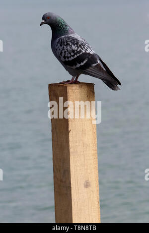 Pigeon sur un poteau en bois. Lac d'Annecy. Annecy. Haute-Savoie. Auvergne-Rhône-Alpes. France. Europe. Stock Photo