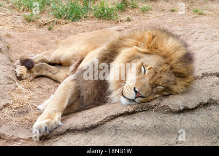 Male lion lying on a rock shaking sleeping. Male lions spend 18 to 20 hours a day sleeping, and following a large meal, lions may even sleep up to 24 
