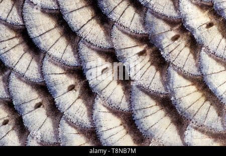 Fish (Ide, Leuciscus idus) scale close-up. The row of lateral line scales run through the image. Stock Photo