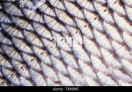 Fish (Ide, Leuciscus idus) scale close-up. The row of lateral line scales is visible in the middle of the image. Stock Photo
