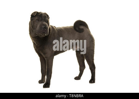 Standing grey Shar Pei dog looking back over its shoulder isolated on a white background Stock Photo