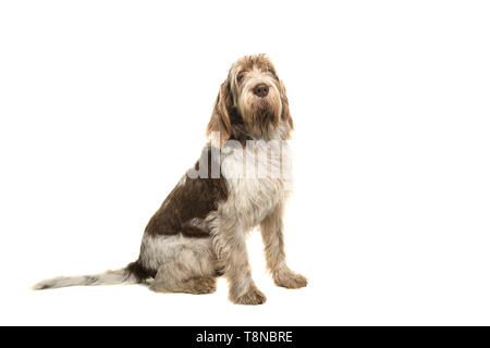 Sitting Spinone Italiano dog seen from the side looking at the camera isolated on a white background Stock Photo