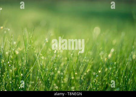 Green grass close-up with dew drops on the blurred green background of the meadow Stock Photo