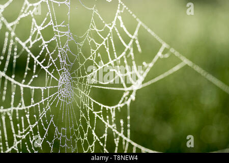 Spider web in dew drops close-up on blurred green background. Stock Photo