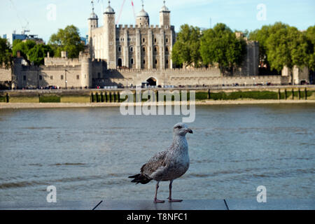 Gull waiting for titbits on a wall on the River Thames in front of the Tower of  London England Stock Photo
