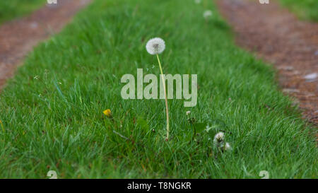 single dandelion flower growing in the middle of a rural road Stock Photo