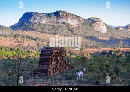 stacked logs from the cutting of pine trees piled in the middle of a former field of trees in a plantation in Chongoni Forest Dedza Malawi Stock Photo