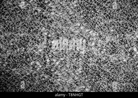 Snake textured print on the fashion material. Trend of the year. Black and white Stock Photo
