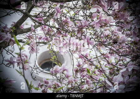 Pink magnolia flowers on a tree in early spring Stock Photo