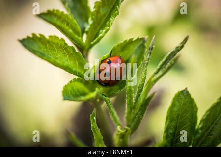 A close-up of a ladybug on a branch in spring Stock Photo