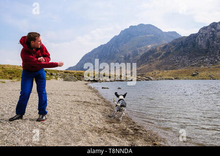 A young millennial man throwing a stone into Llyn Idwal lake for a Springer Spaniel dog to chase in Snowdonia National Park. Ogwen, Gwynedd, Wales, UK Stock Photo