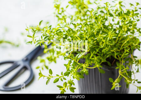 Young leaves of thyme in pot, seedlings. White background, garden concept Stock Photo