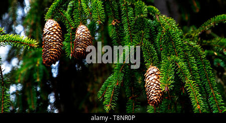 Pine cones on the branch Stock Photo