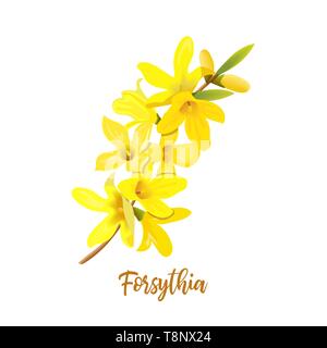 Golden Bell, Forsythia suspensa, Easter tree, spring branch with blossoming yellow flowers. Vector illustration Stock Vector