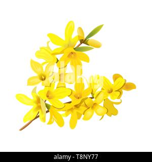 Forsythia suspensa, fluffy spring tree branch. Golden Bell, blossoming yellow flowers. Vector illustration Stock Vector